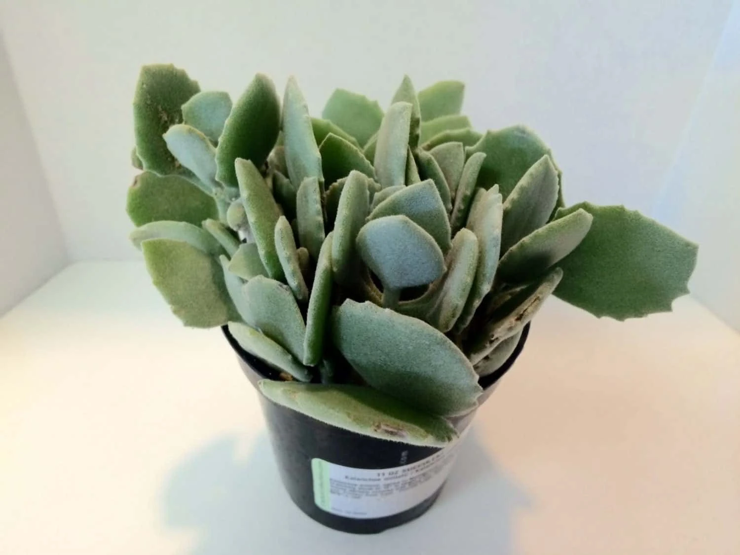 Medium Succulent Plant - Kalanchoe Millotii. Beautiful, Suede Textured, Fleshy, Pale Green Leaves. 6 Medium Succulent Plant - Kalanchoe Millotii. Beautiful, Suede Textured, Fleshy, Pale Green Leaves. - Image 4
