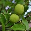 Black Walnut Tree Seedlings To Plant 2 Black Walnut Tree Seedlings To Plant -Cheap Plantly Store image 9 8