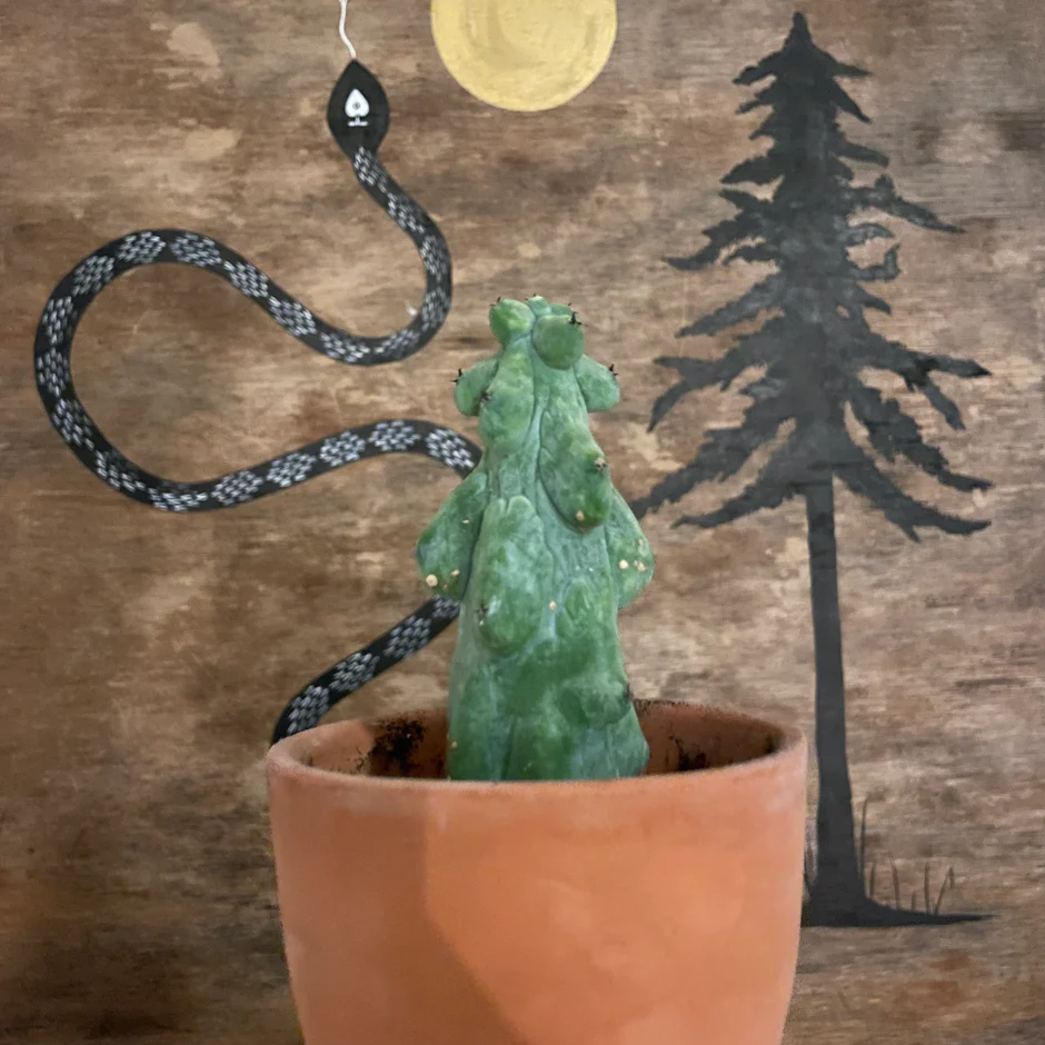 Myrtillocactus Geometrizans ‘Fukurokuryuzinboku' 4 Myrtillocactus Geometrizans ‘Fukurokuryuzinboku' - Image 2