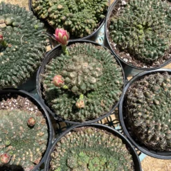 Crested Gymnocalycium Baldianum 5 Crested Gymnocalycium Baldianum -Cheap Plantly Store image 15e4269d b05b 45d1 a066 e5a8b7472acb 940x