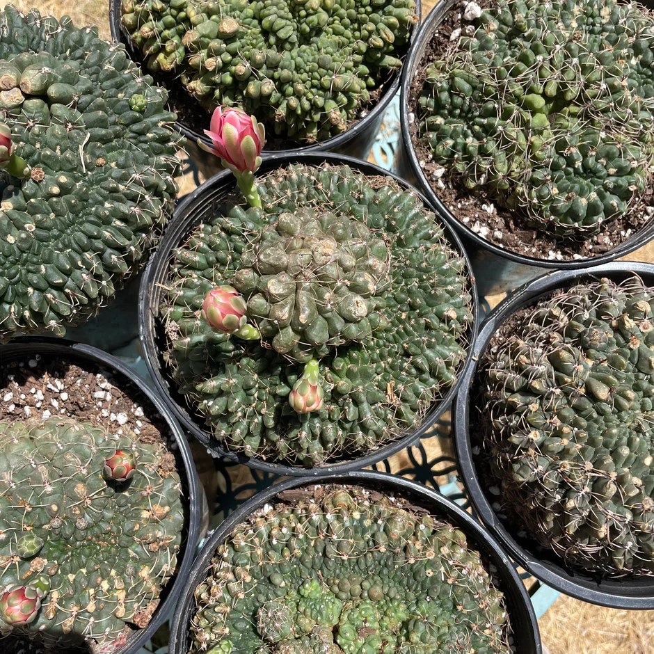 Crested Gymnocalycium Baldianum 4 Crested Gymnocalycium Baldianum - Image 2