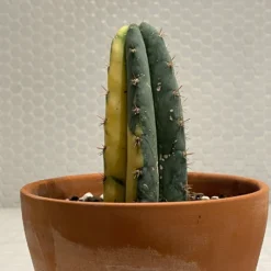 Rooted Variegated San Pedro