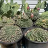 Crested Gymnocalycium Baldianum -Cheap Plantly Store image b5a05f03 1977 4348 839d 9ba4836acba8 940x