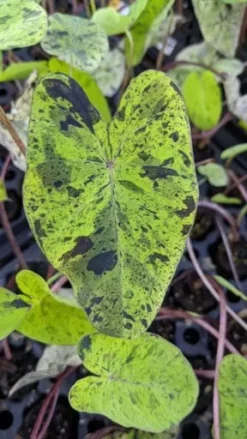 Colocasia - Mojito - Starter Plant -Cheap Plantly Store image picker 1482922D ADEC 4856 8508 EACF720EC8CC 8467 00000842F1E4E3E0