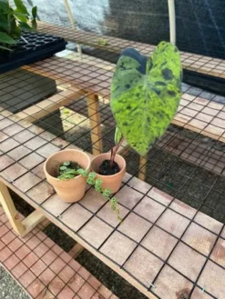 Colocasia - Mojito - Starter Plant