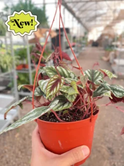 Rex Begonia Vine | Cissus Discolor | Exotic Vine Plant