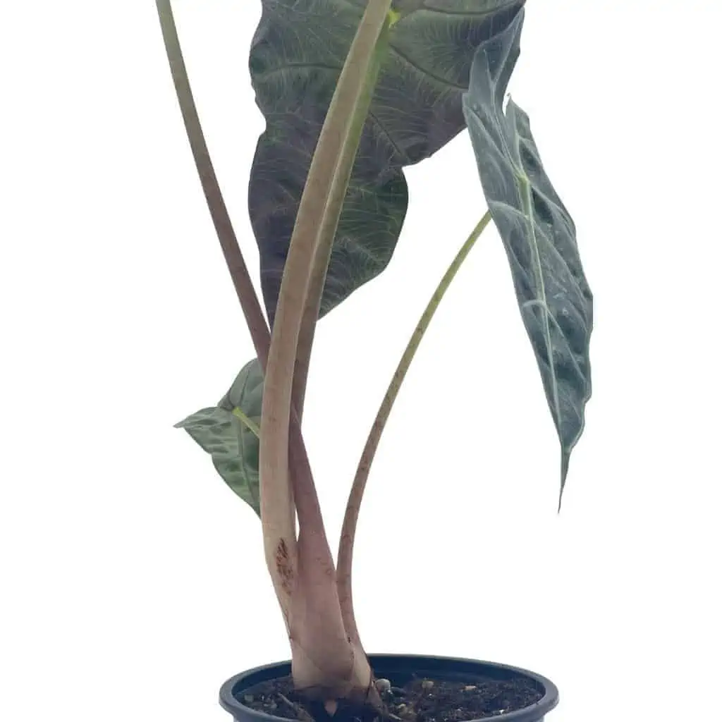 Alocasia African Mask, Alocasia × Amazonica 'Polly', Alocasia Plant In 4 Inch Pot. Giant Taro, Ape, Biga, Elephant Ears, African Mask Plant. 9 Alocasia African Mask, Alocasia × Amazonica 'Polly', Alocasia Plant In 4 Inch Pot. Giant Taro, Ape, Biga, Elephant Ears, African Mask Plant. - Image 7