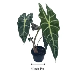 Alocasia African Mask, Alocasia × Amazonica 'Polly', Alocasia Plant In 4 Inch Pot. Giant Taro, Ape, Biga, Elephant Ears, African Mask Plant. 10 Alocasia African Mask, Alocasia × Amazonica 'Polly', Alocasia Plant In 4 Inch Pot. Giant Taro, Ape, Biga, Elephant Ears, African Mask Plant. -Cheap Plantly Store images 2