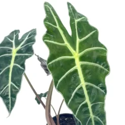 Alocasia African Mask, Alocasia × Amazonica 'Polly', Alocasia Plant In 4 Inch Pot. Giant Taro, Ape, Biga, Elephant Ears, African Mask Plant. 11 Alocasia African Mask, Alocasia × Amazonica 'Polly', Alocasia Plant In 4 Inch Pot. Giant Taro, Ape, Biga, Elephant Ears, African Mask Plant. -Cheap Plantly Store images 3