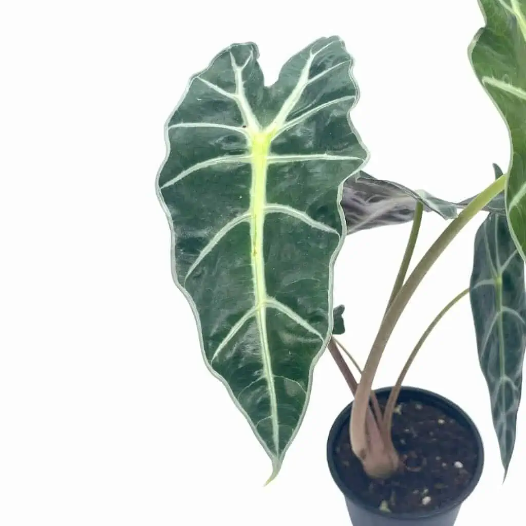 Alocasia African Mask, Alocasia × Amazonica 'Polly', Alocasia Plant In 4 Inch Pot. Giant Taro, Ape, Biga, Elephant Ears, African Mask Plant. 7 Alocasia African Mask, Alocasia × Amazonica 'Polly', Alocasia Plant In 4 Inch Pot. Giant Taro, Ape, Biga, Elephant Ears, African Mask Plant. - Image 5