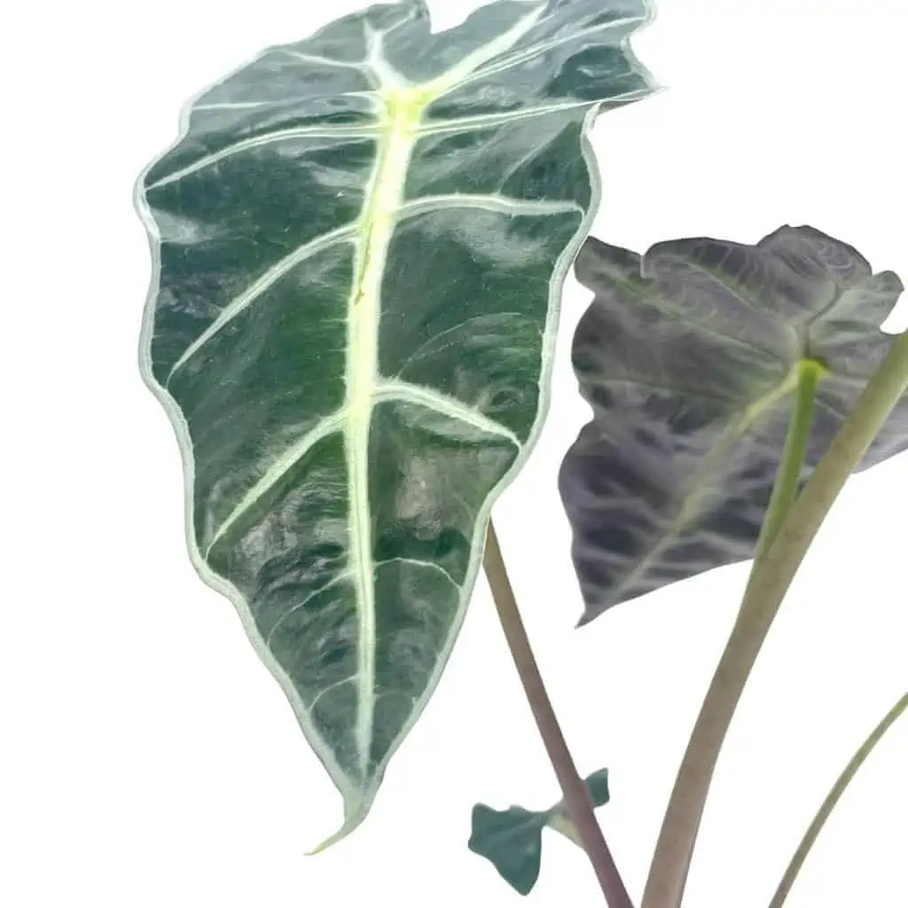 Alocasia African Mask, Alocasia × Amazonica 'Polly', Alocasia Plant In 4 Inch Pot. Giant Taro, Ape, Biga, Elephant Ears, African Mask Plant. 8 Alocasia African Mask, Alocasia × Amazonica 'Polly', Alocasia Plant In 4 Inch Pot. Giant Taro, Ape, Biga, Elephant Ears, African Mask Plant. - Image 6