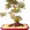Imported Flowering Serissa Bonsai Tree -Cheap Plantly Store imported flowering serissa bonsai tree bonsaiworldllc