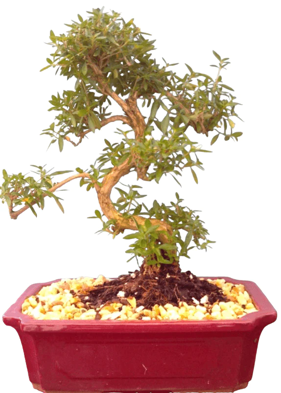 Imported Flowering Serissa Bonsai Tree 3 Imported Flowering Serissa Bonsai Tree