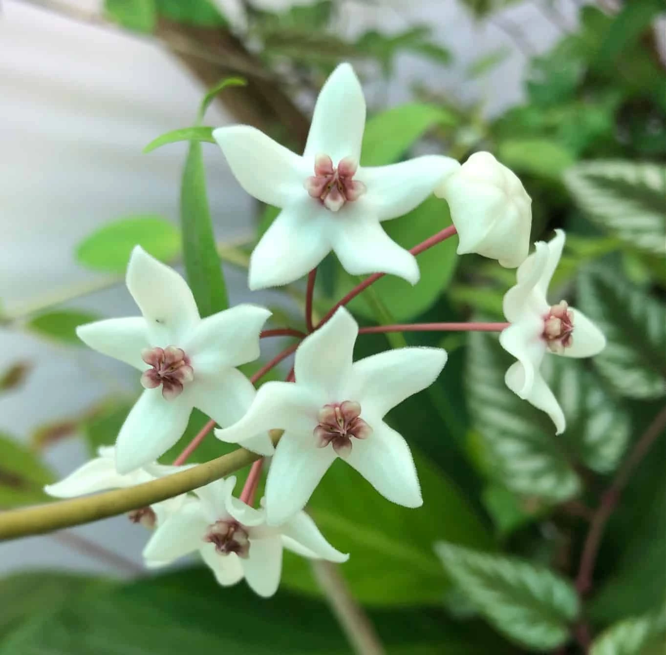 Hoya Iris Marie Plant Potted In 4" Pot 4 Hoya Iris Marie Plant Potted In 4" Pot - Image 2