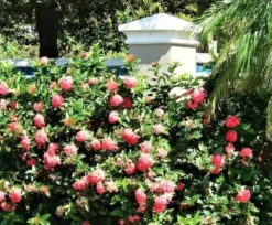 Ixora Coccinea Dwarf Pink Ships Free. -Cheap Plantly Store ixora nora grant 500 2