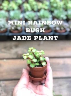 Bulk Mini Succulents, Small Succulents For Favors Or Crafts, Tray Of Succulents, 100 Succulents -Cheap Plantly Store jkj88