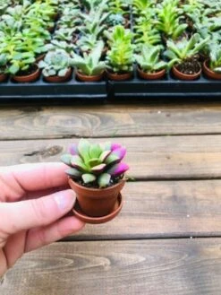 Bulk Mini Succulents, Small Succulents For Favors Or Crafts, Tray Of Succulents, 100 Succulents -Cheap Plantly Store jkljk