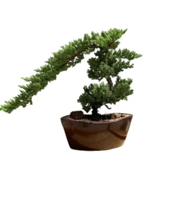 Juniper Bonsai Tree For Beginner Bonsai Lovers