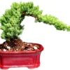Juniper Bonsai Tree Medium -Cheap Plantly Store juniper bonsai tree medium bonsaiworldllc