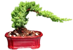 Juniper Bonsai Tree Medium