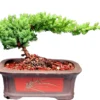 Juniper Bonsai Tree Small -Cheap Plantly Store juniper bonsai tree small bonsaiworldllc