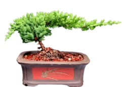 Juniper Bonsai Tree Small