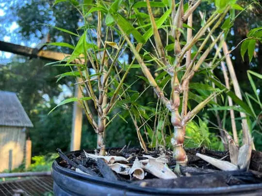 Bambusa Ventricosa 'Kimmei' 1gal Live Plant 4 Bambusa Ventricosa 'Kimmei' 1gal Live Plant - Image 2