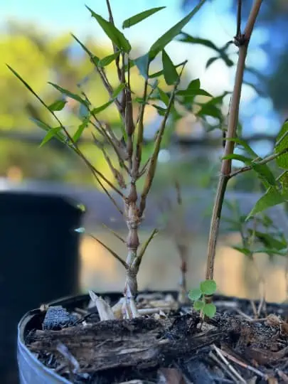 Bambusa Ventricosa 'Kimmei' 1gal Live Plant 6 Bambusa Ventricosa 'Kimmei' 1gal Live Plant - Image 4