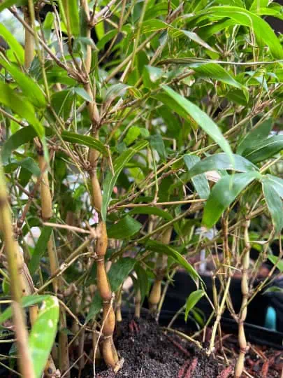 Bambusa Ventricosa 'Kimmei' 1gal Live Plant 5 Bambusa Ventricosa 'Kimmei' 1gal Live Plant - Image 3