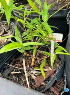 Bambusa Ventricosa 'Kimmei' 1gal Live Plant 12 Bambusa Ventricosa 'Kimmei' 1gal Live Plant -Cheap Plantly Store kimmei4