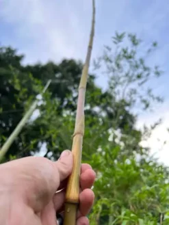 Bambusa Ventricosa 'Kimmei' 1gal Live Plant 13 Bambusa Ventricosa 'Kimmei' 1gal Live Plant -Cheap Plantly Store kimmei8