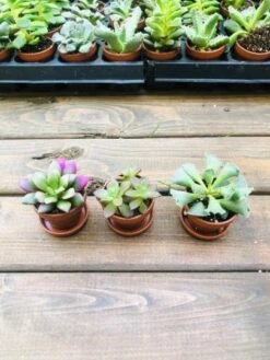 Bulk Mini Succulents, Small Succulents For Favors Or Crafts, Tray Of Succulents, 100 Succulents -Cheap Plantly Store kj0008