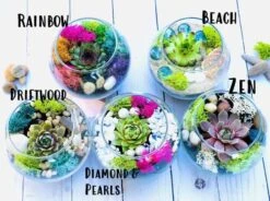 Mini Succulent Terrarium Kit -Cheap Plantly Store labeled mini terrariums cropped