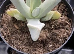 Succulent Plant Small Schwantesia Borcherdsii. -Cheap Plantly Store lapaderia 7