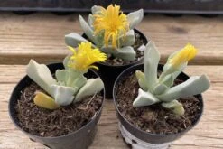 Succulent Plant Small Schwantesia Borcherdsii. -Cheap Plantly Store lapaderia 9