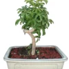 Large Coiled Umbrella Bonsai Tree -Cheap Plantly Store large coiled umbrella bonsai tree bonsaiworldllc