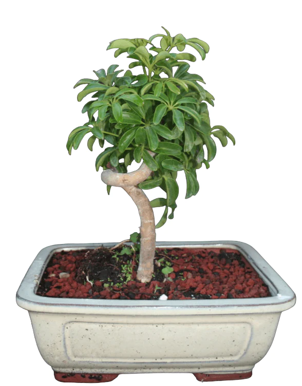 Large Coiled Umbrella Bonsai Tree 3 Large Coiled Umbrella Bonsai Tree