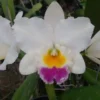 Cattleya Orchid Rlc Shinfong 'little Boy' Comes In 2" Pot -Cheap Plantly Store little boy