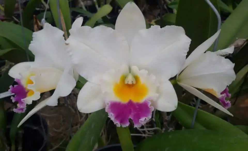 Cattleya Orchid Rlc Shinfong 'little Boy' Comes In 2" Pot 3 Cattleya Orchid Rlc Shinfong 'little Boy' Comes In 2" Pot