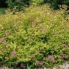 Spirea Japonica 'Little Princess' Compact Flowering Shrub 1 Spirea Japonica 'Little Princess' Compact Flowering Shrub -Cheap Plantly Store littlePrincess