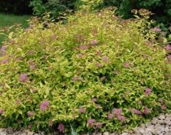 Spirea Japonica 'Little Princess' Compact Flowering Shrub