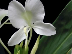 Hawaiian White Ginger Hedychium Coronarium Ships Free -Cheap Plantly Store lkjh 1