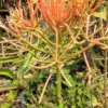Euphorbia Pencil Firestick Plant Ships Free