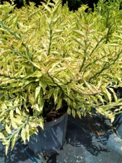 Variegated Devils Backbone Pedilanthus Tithymaloides Ships Free. -Cheap Plantly Store lkjh 3