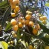 Loquat Eriobotrya Japonica Seedlings In 3.5" Pot