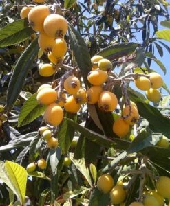 Loquat Eriobotrya Japonica Seedlings In 3.5" Pot