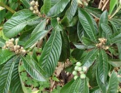 Loquat Eriobotrya Japonica Seedlings In 3.5" Pot -Cheap Plantly Store loquat plants