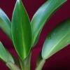 Philodendron Madagascar -Cheap Plantly Store madagascar1