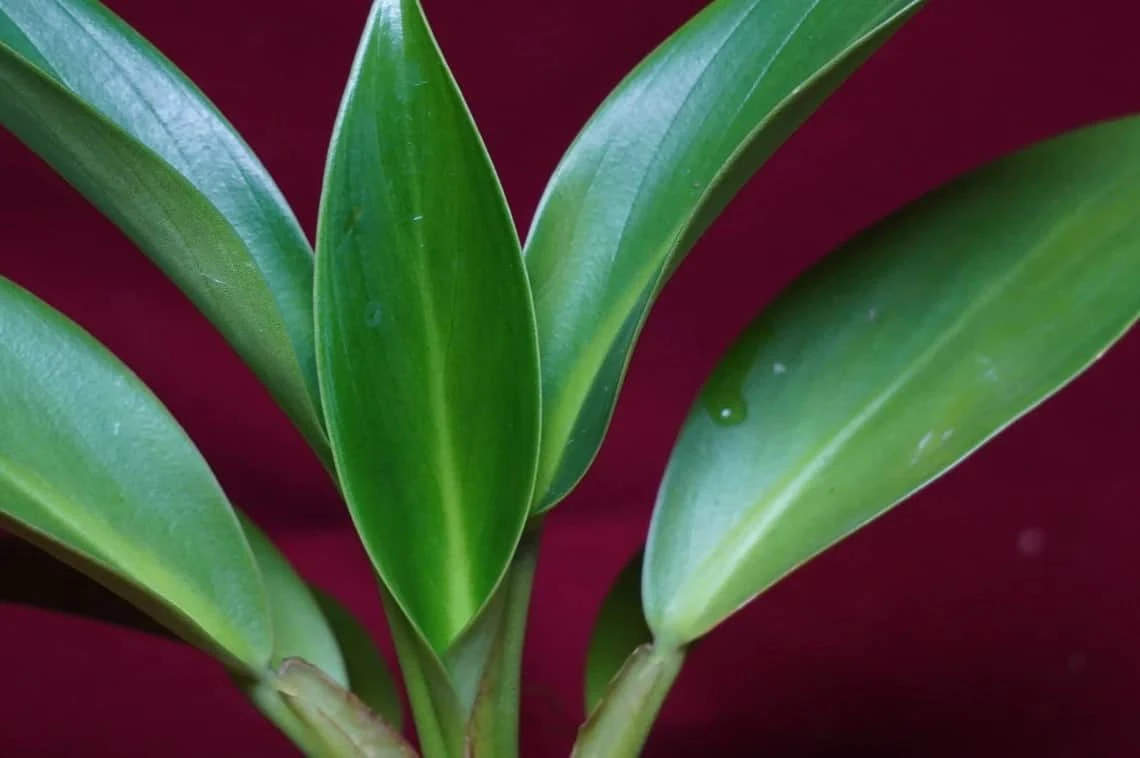 Philodendron Madagascar 3 Philodendron Madagascar