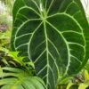 Anthurium Magnificum 1 Anthurium Magnificum -Cheap Plantly Store magnificum rotated 1